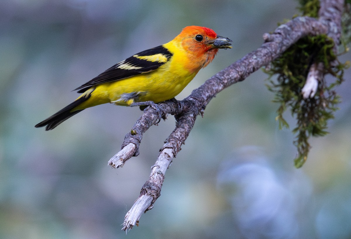 Western Tanager - ML638388762