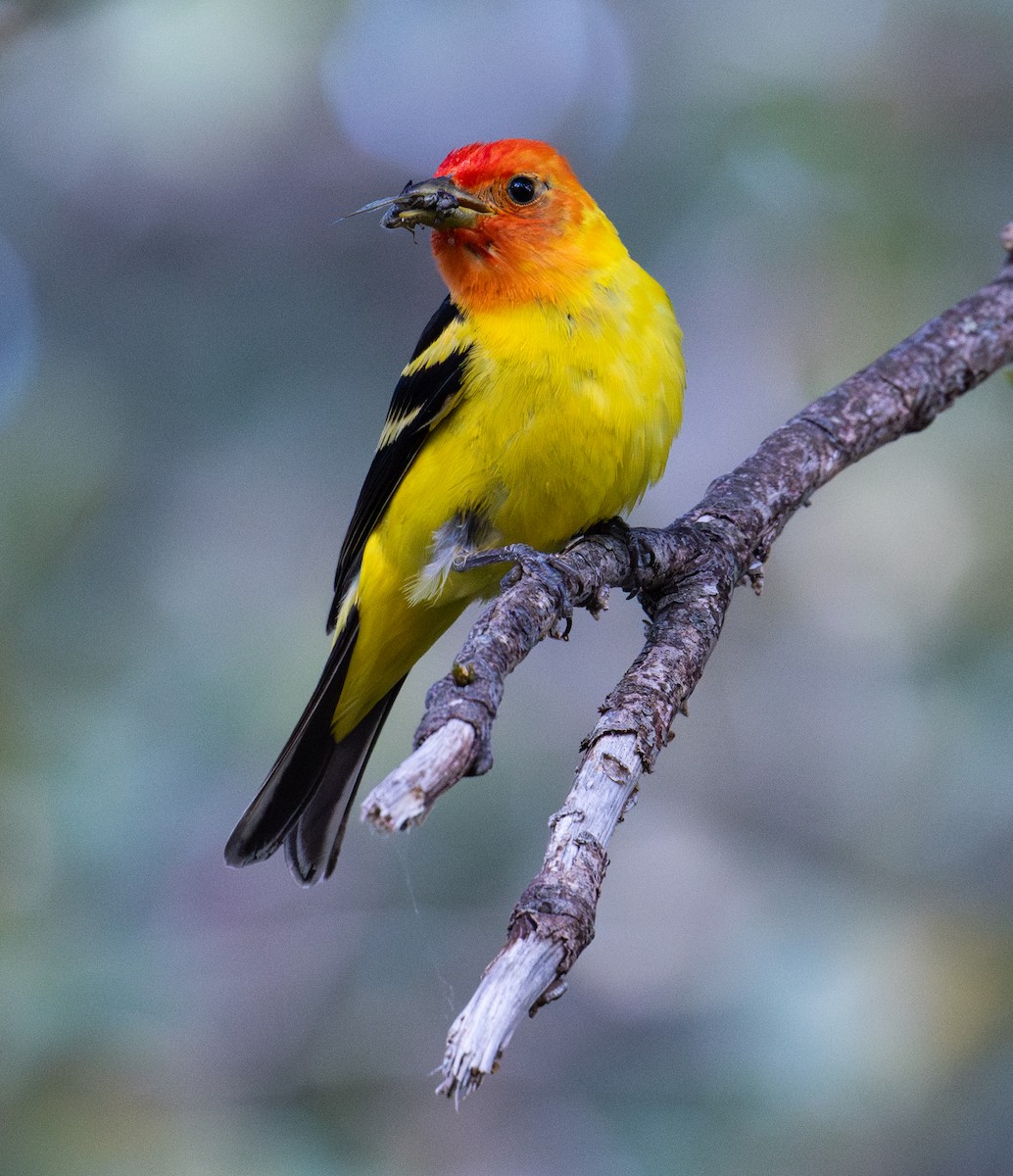 Western Tanager - ML638388767