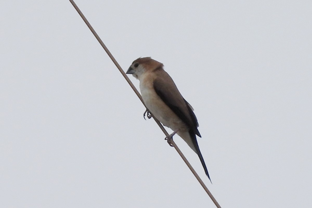 Indian Silverbill - ML638388768