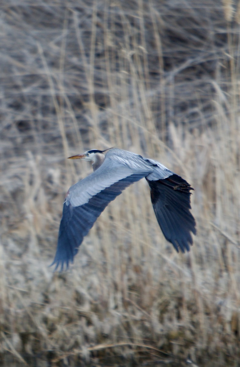 Great Blue Heron - ML638388774