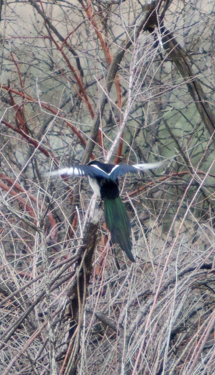 Black-billed Magpie - ML638388778