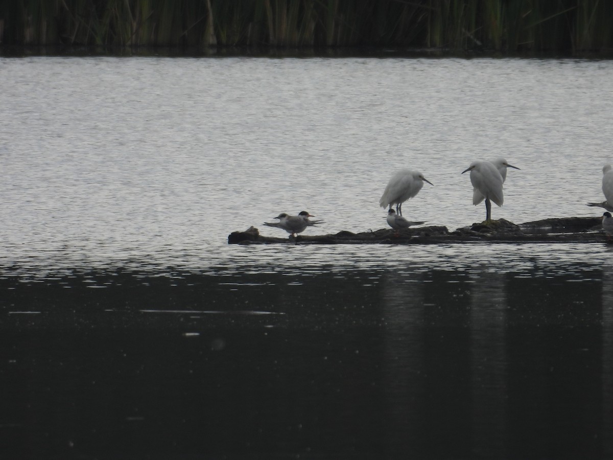Forster's Tern - ML638388784