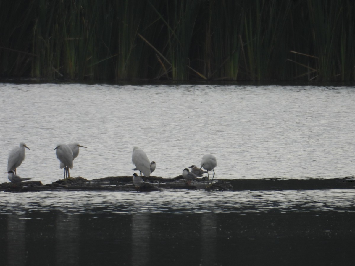Forster's Tern - ML638388788