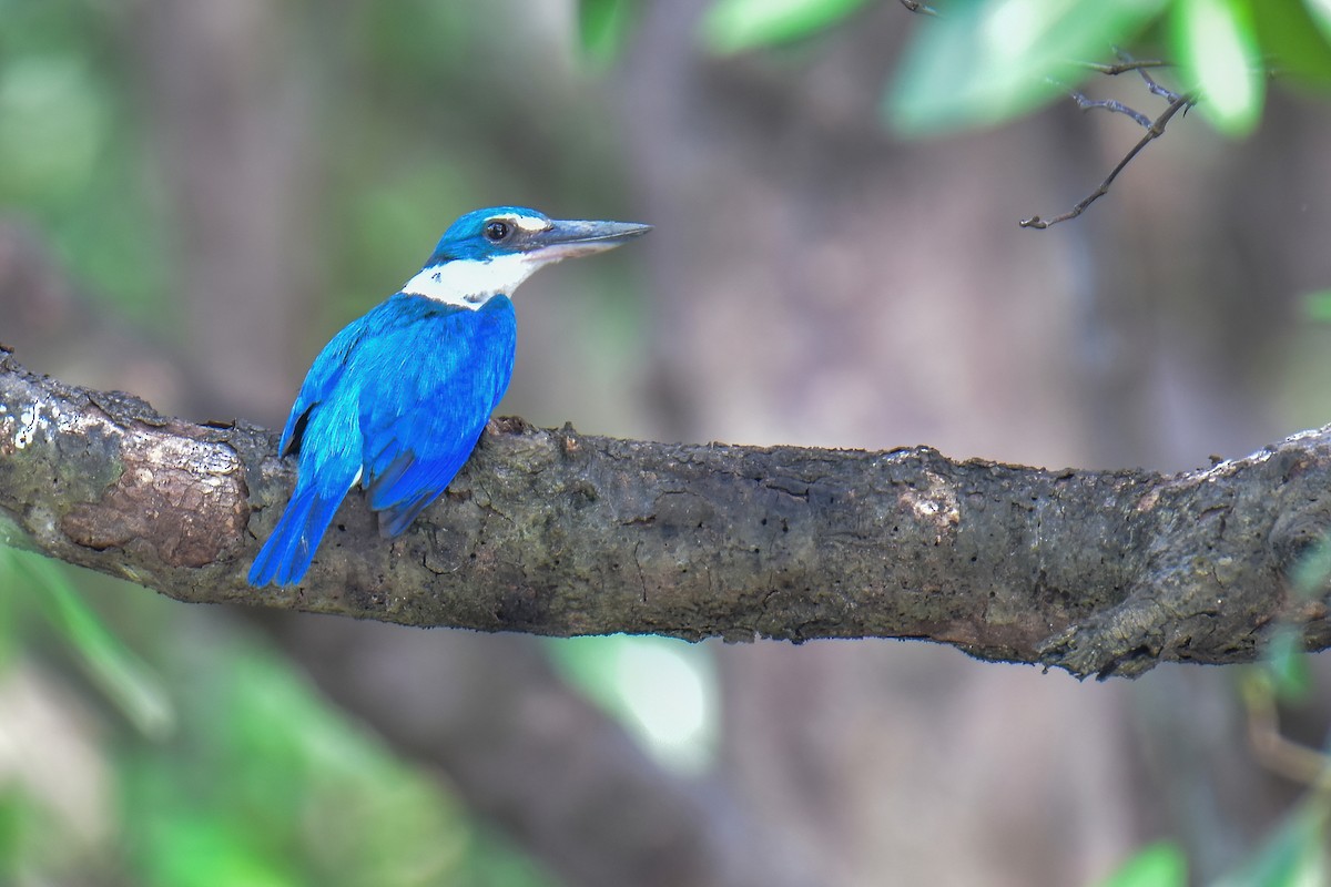 Collared Kingfisher - ML638388789