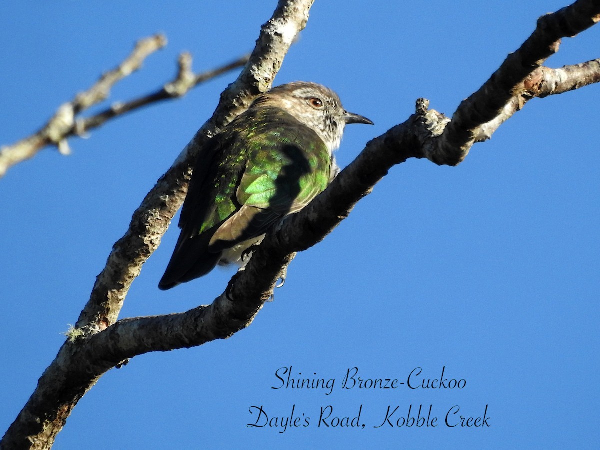 Shining Bronze-Cuckoo - ML638388802