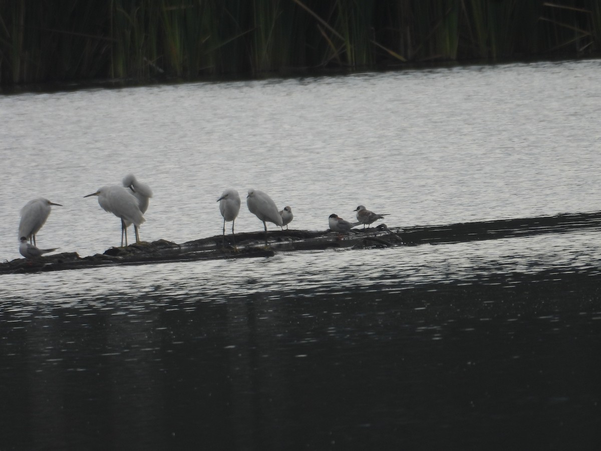 Snowy Egret - ML638388803