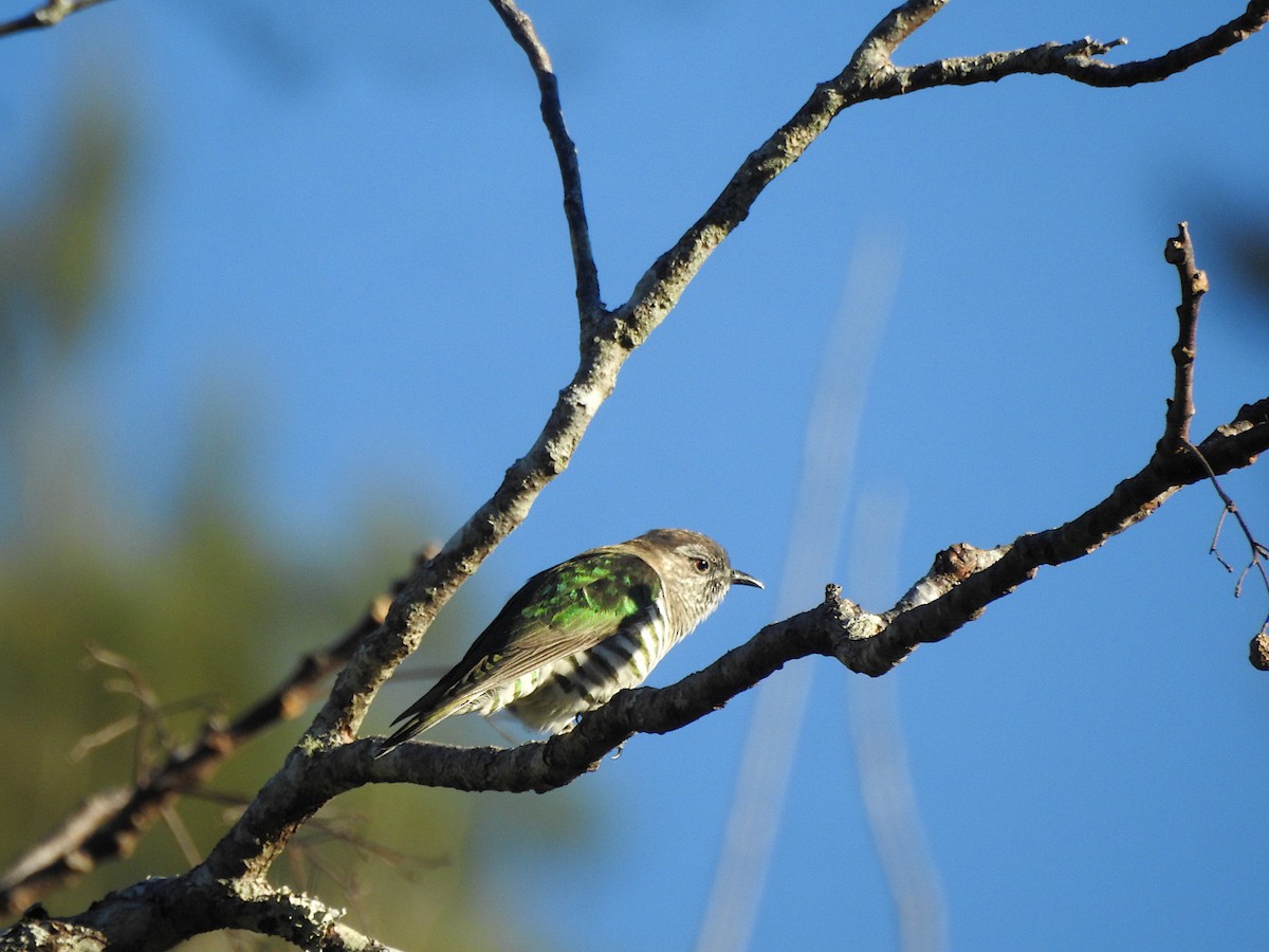 Shining Bronze-Cuckoo - ML638388805