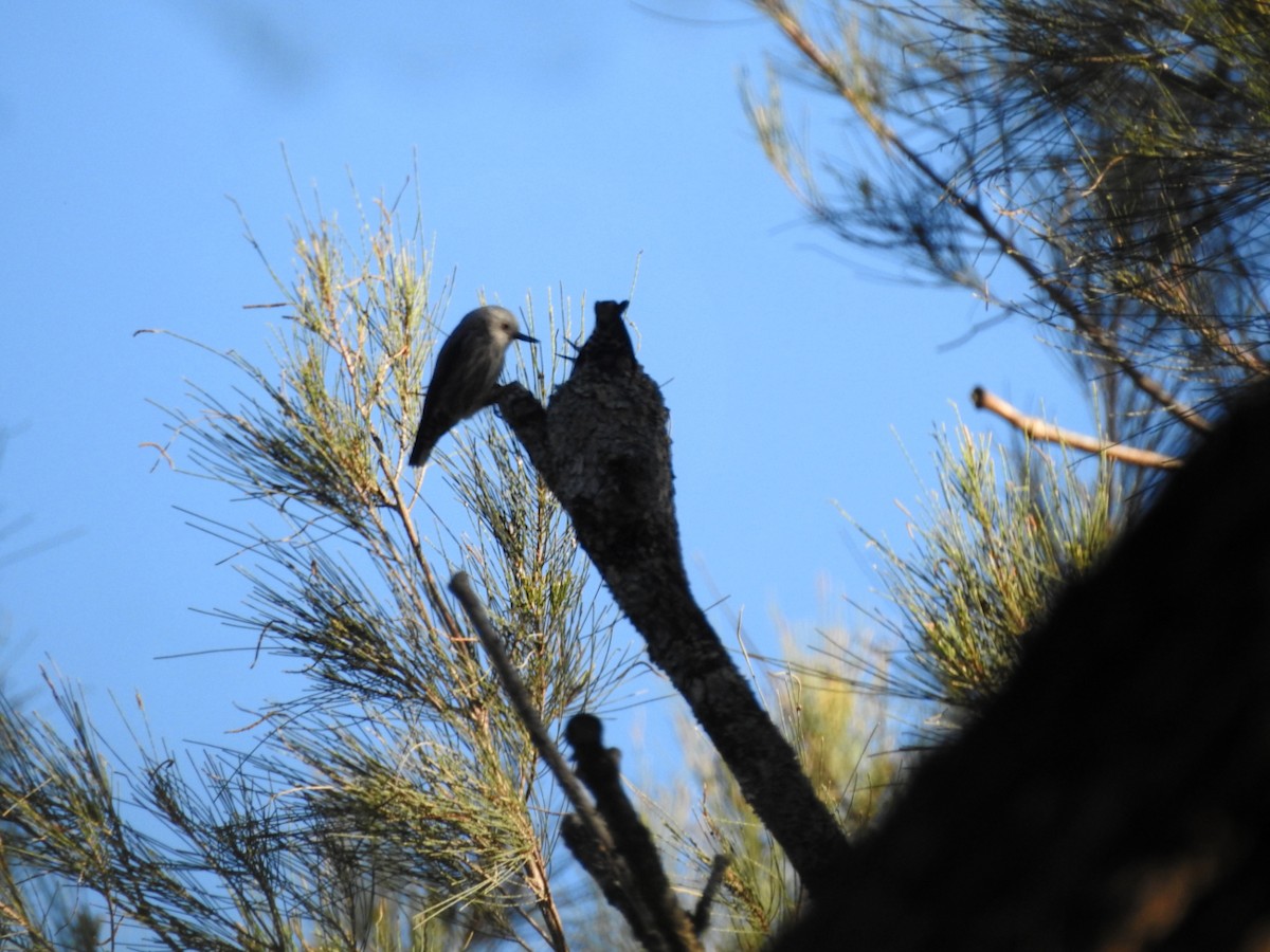 Varied Sittella - ML638388809