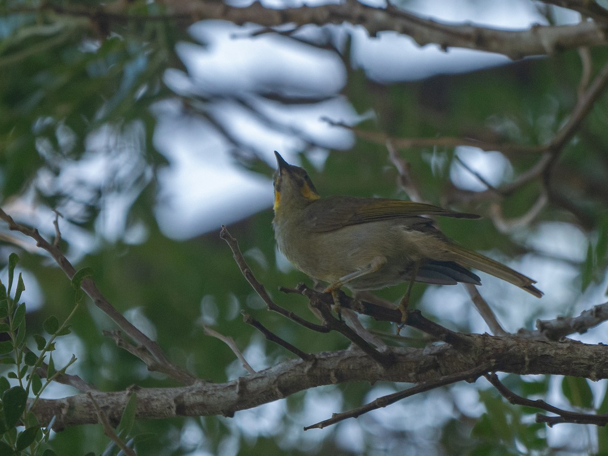 Eastern Wattled-Honeyeater - ML638388810