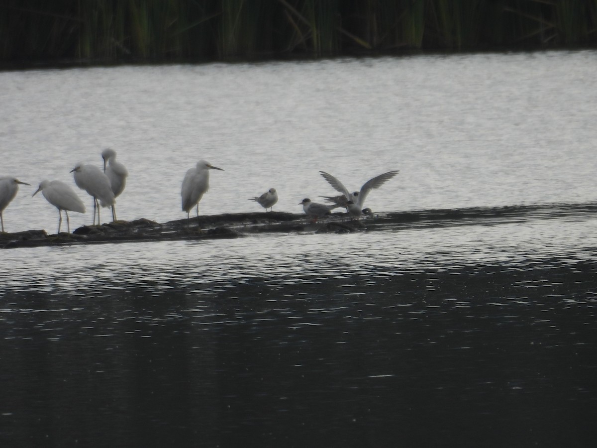 Forster's Tern - ML638388821