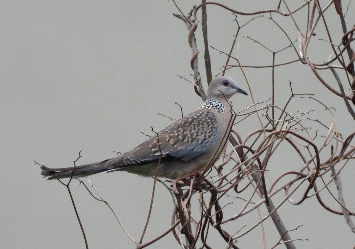 Spotted Dove - ML638388826