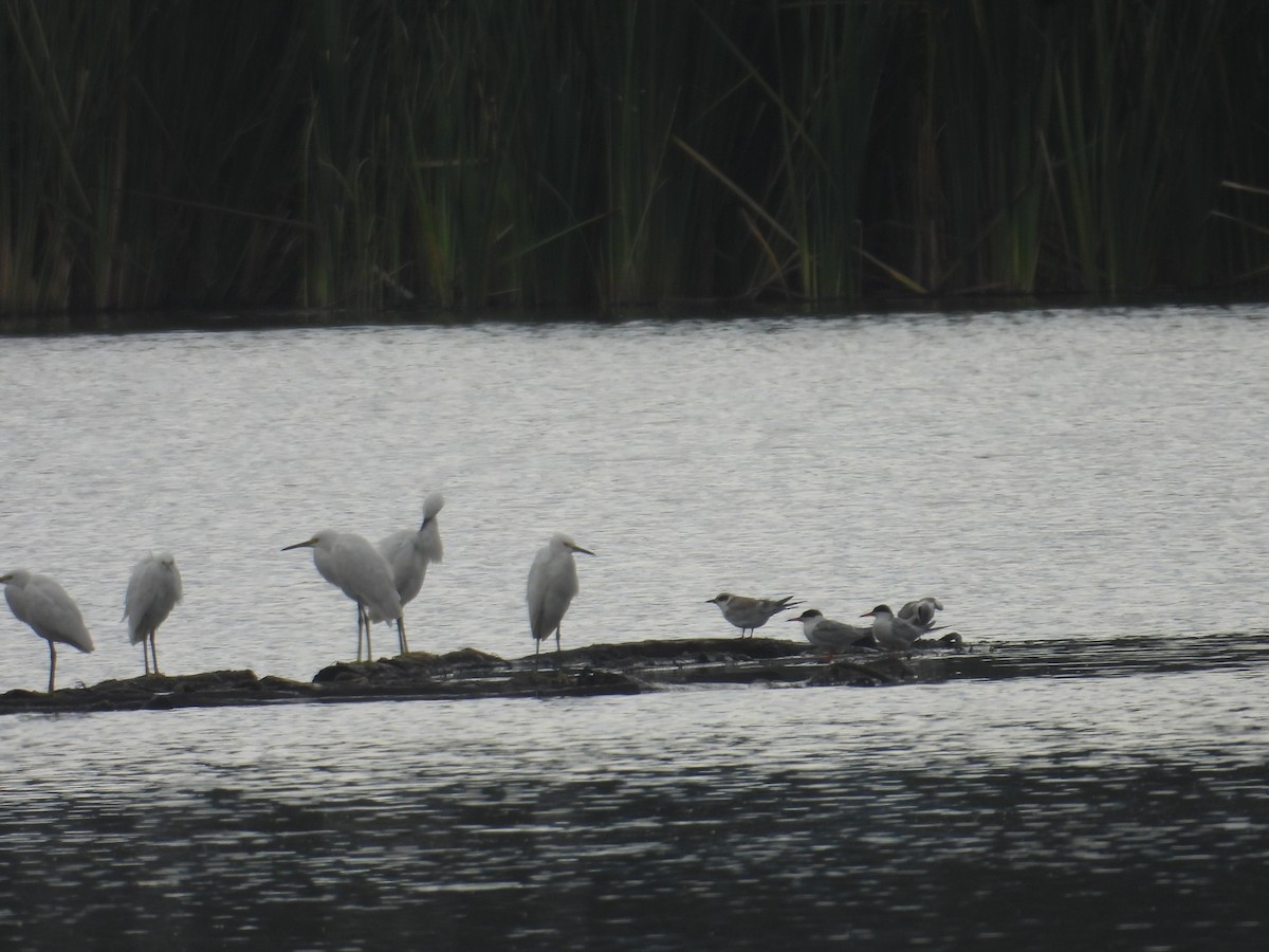 Forster's Tern - ML638388828