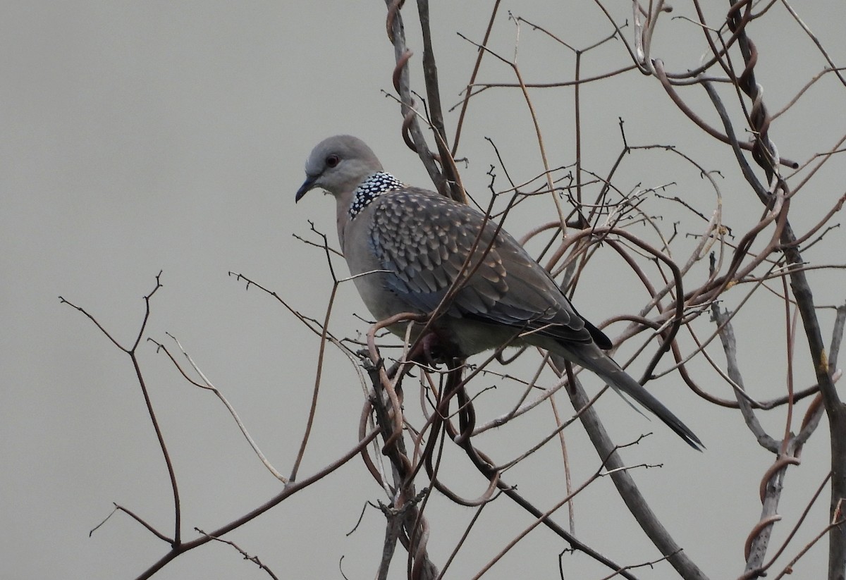 Spotted Dove - ML638388830