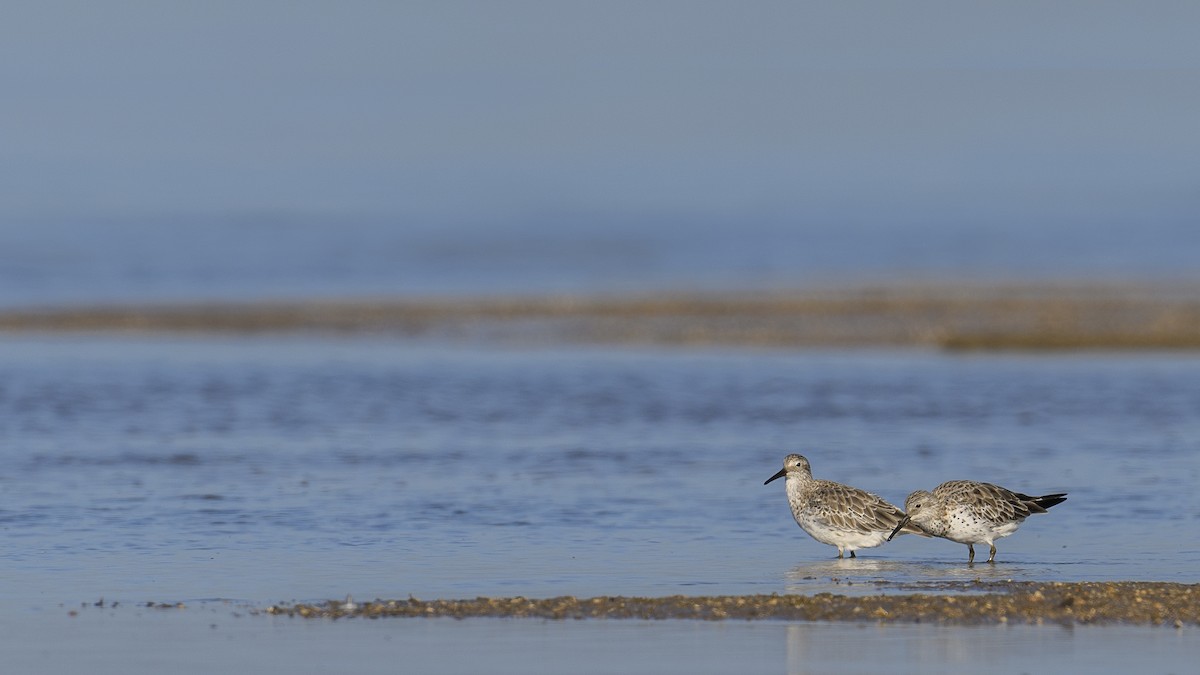 Great Knot - ML638388831