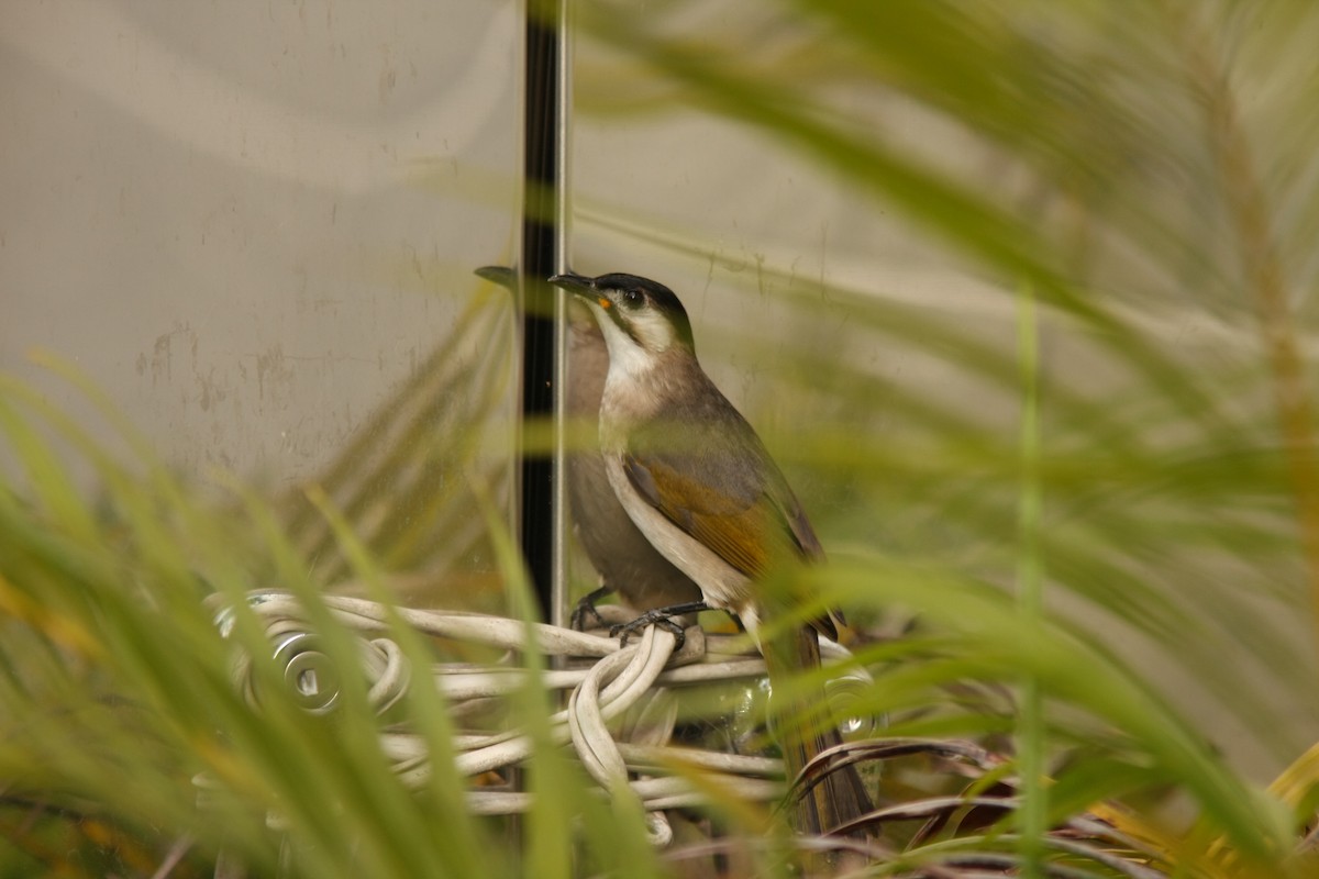 Styan's Bulbul - ML638388849