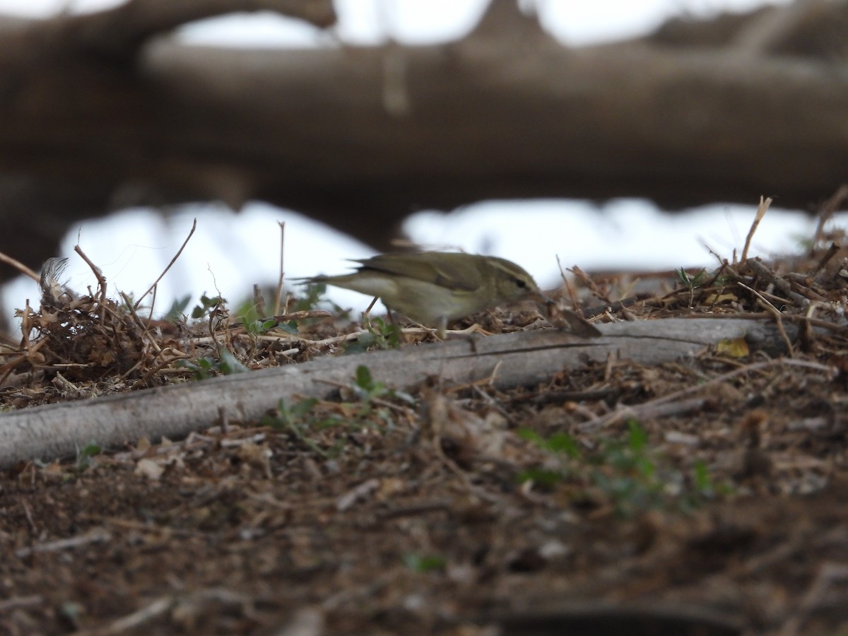 Hume's Warbler - ML638388852