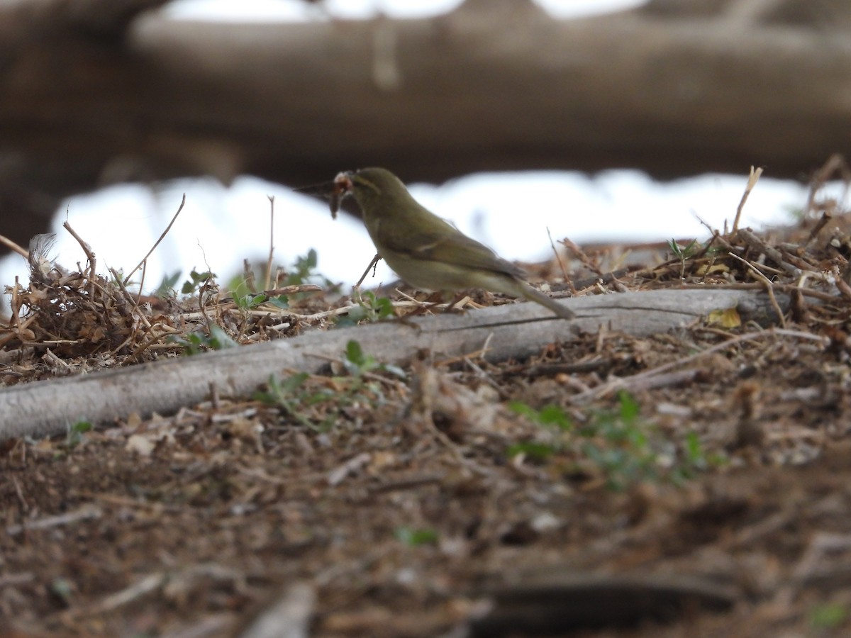 Hume's Warbler - ML638388853