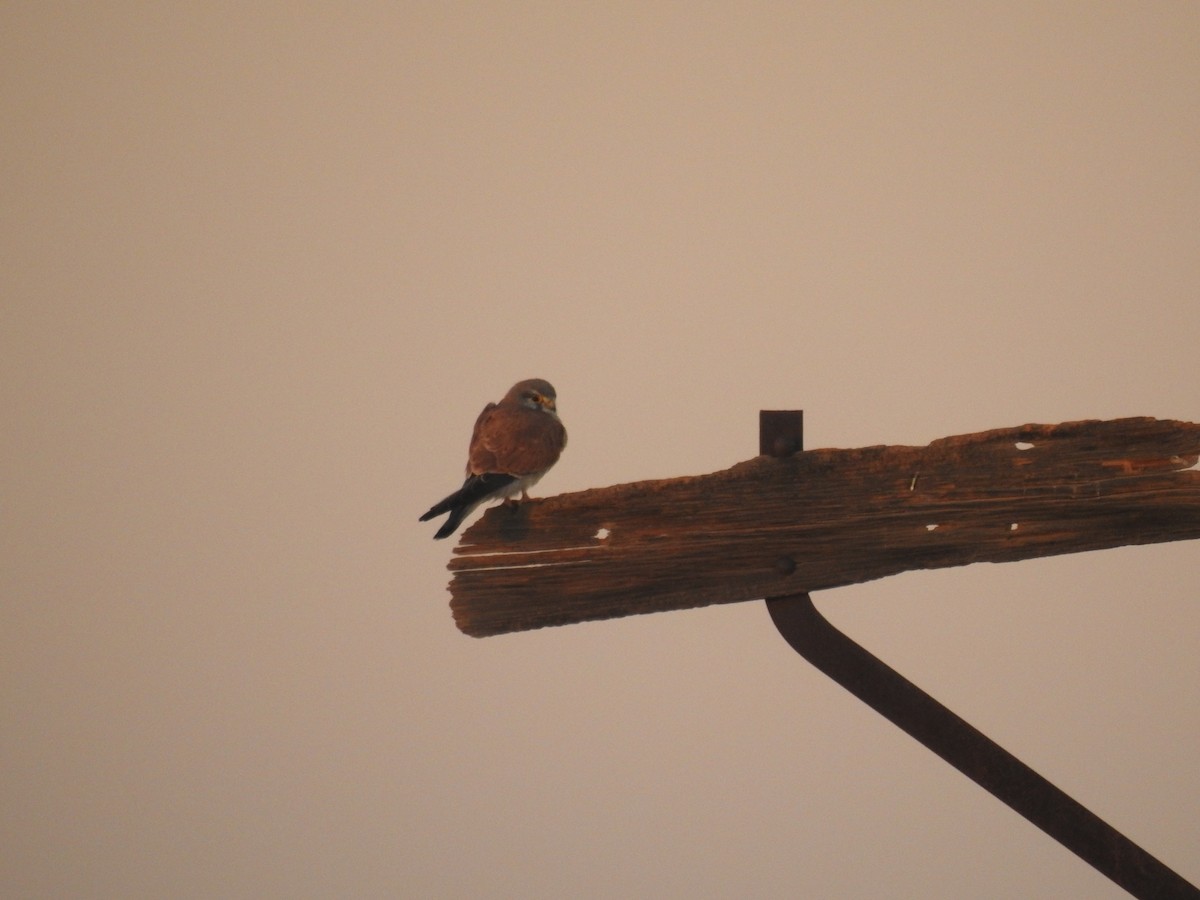 Nankeen Kestrel - ML638388861