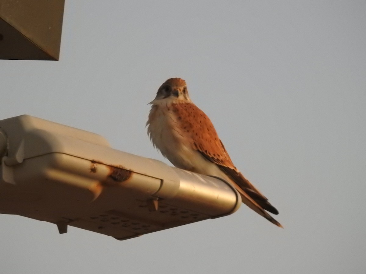 Nankeen Kestrel - ML638388862