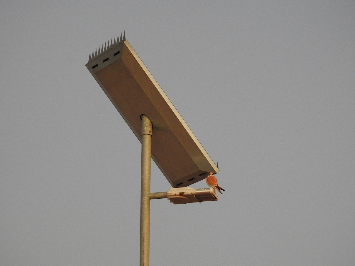 Nankeen Kestrel - ML638388863