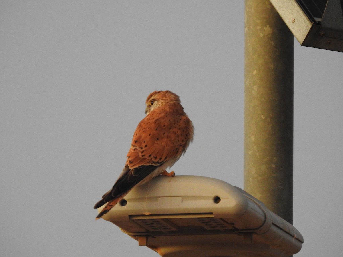 Nankeen Kestrel - ML638388864