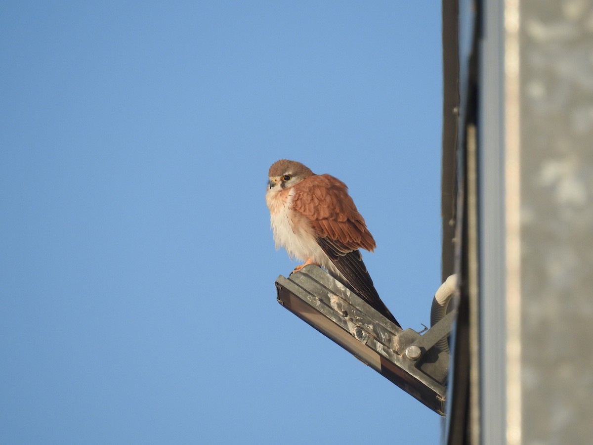 Nankeen Kestrel - ML638388865