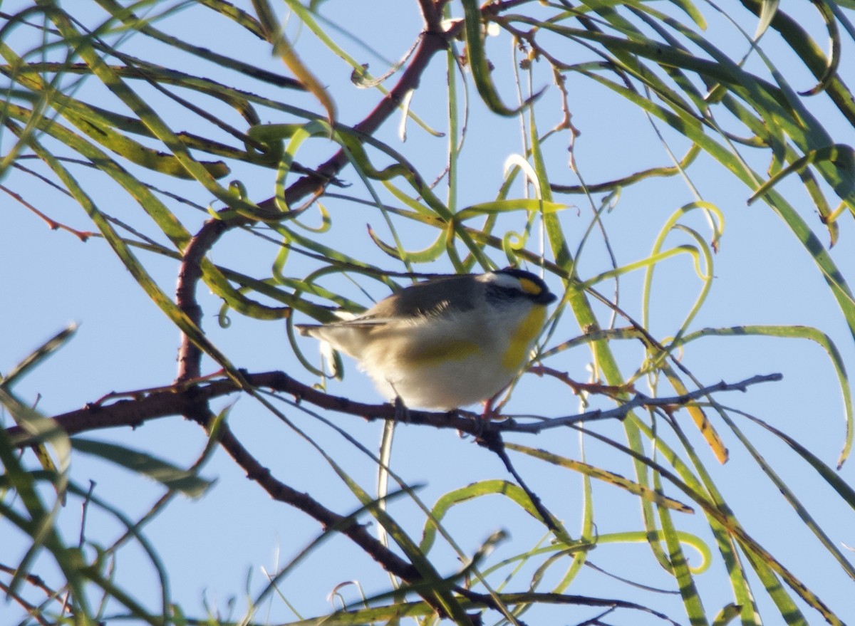 Striated Pardalote - ML638388901