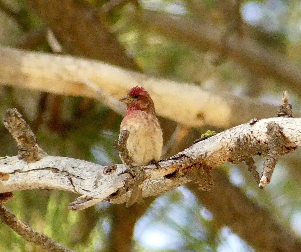 Purple Finch - ML638388922