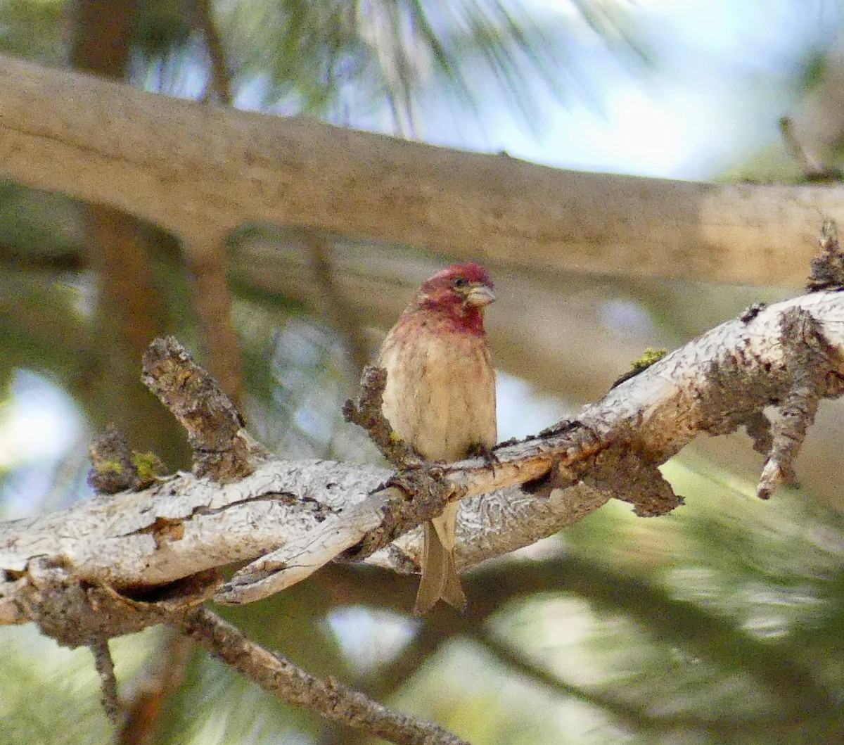 Purple Finch - ML638388923