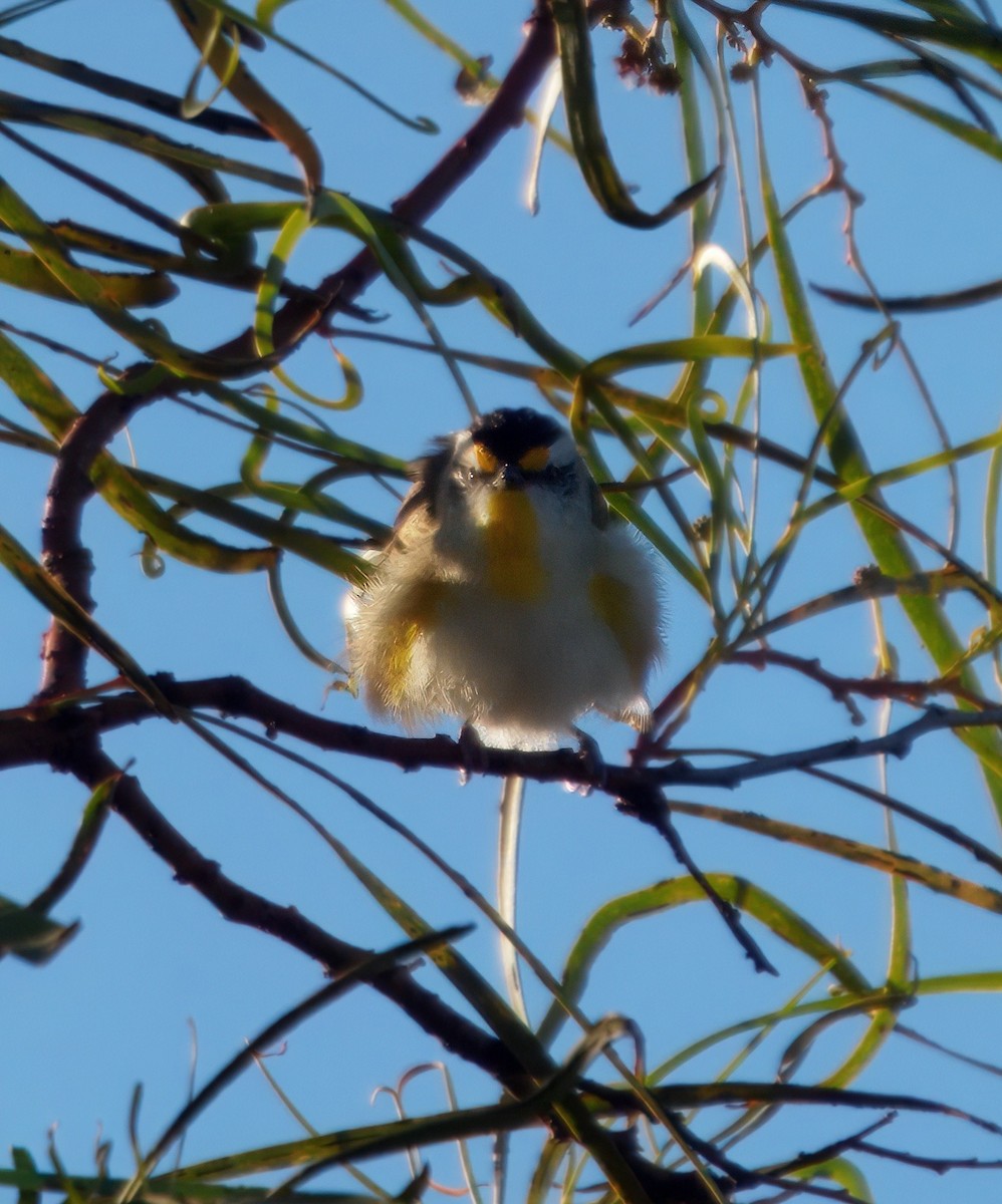 Striated Pardalote - ML638388943