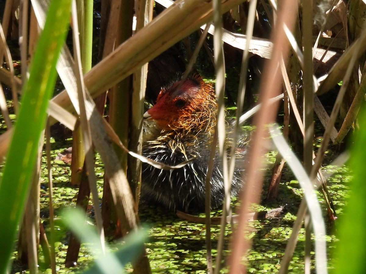 Eurasian Coot - ML638388966