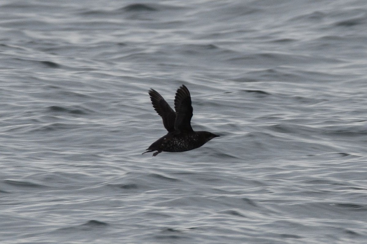 Marbled Murrelet - ML638389023