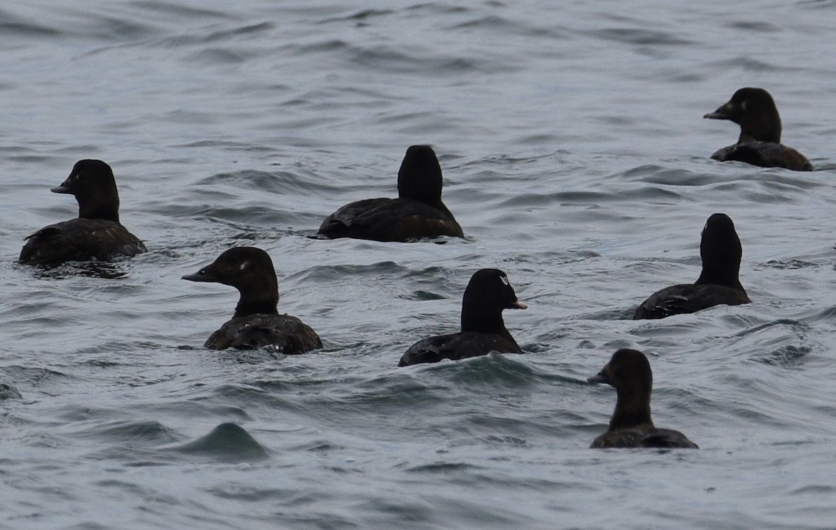 White-winged Scoter - ML638389026