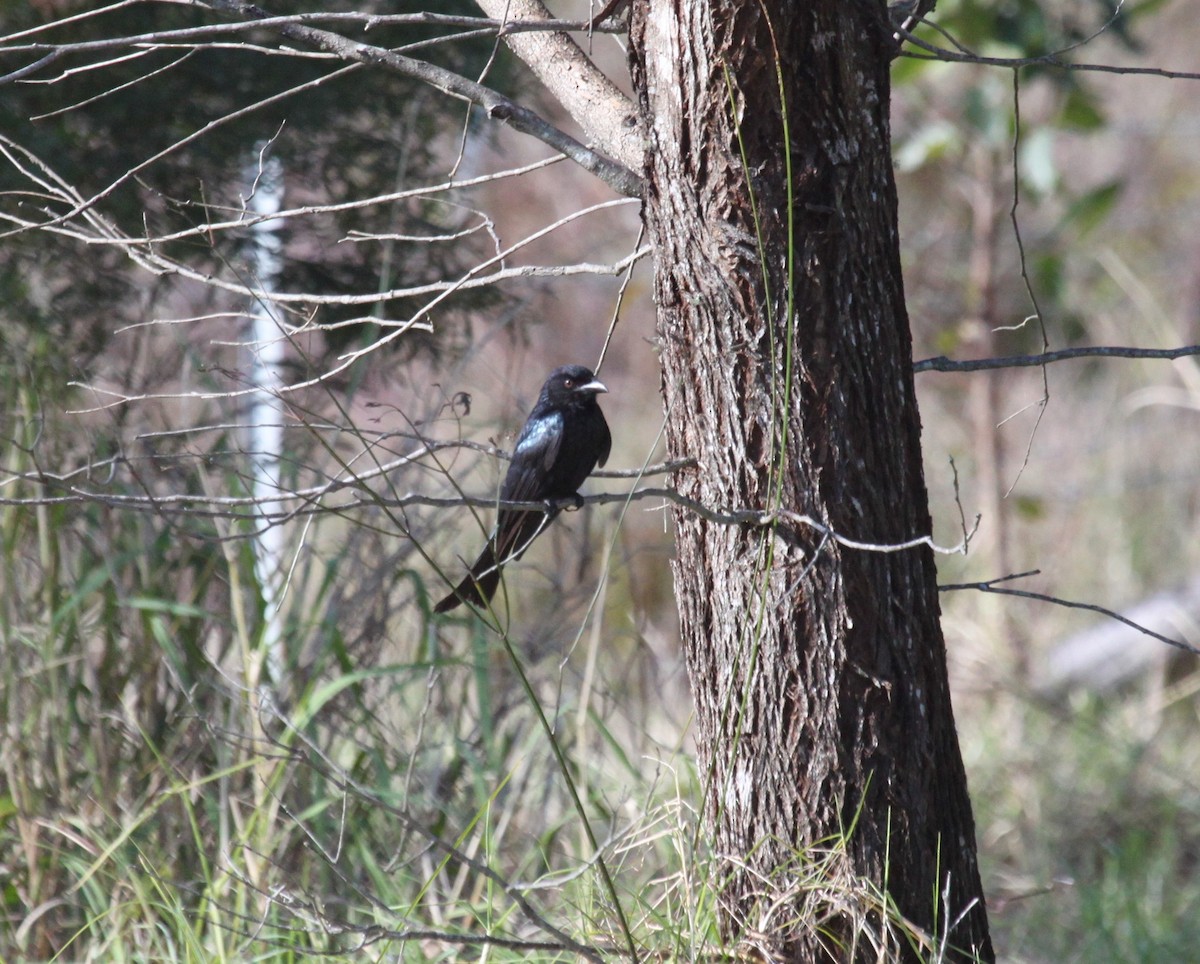 Drongo Escamoso - ML638389028