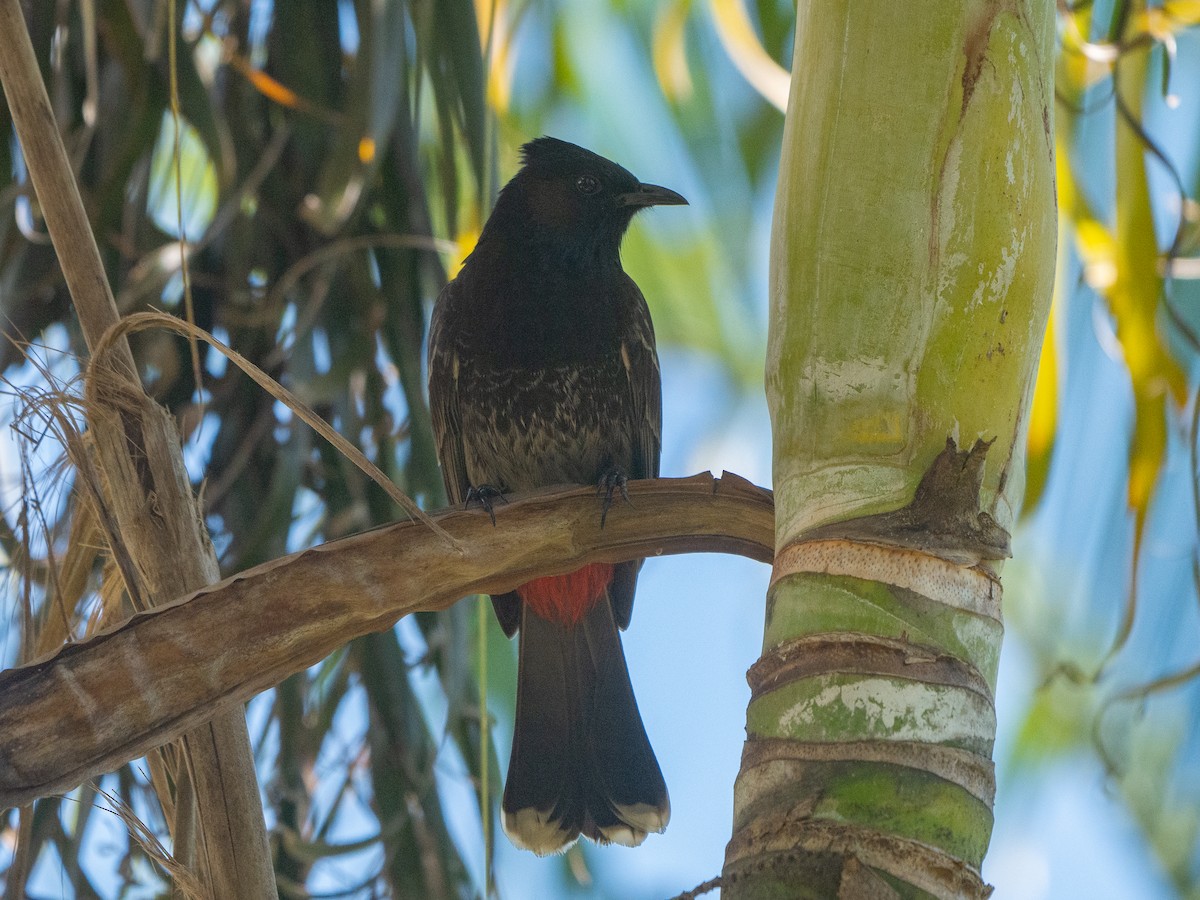 Bulbul Cafre - ML638389030