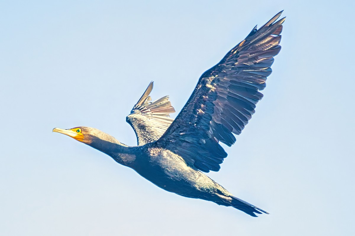 Cormorán Grande (australiano-asiático) - ML638389039