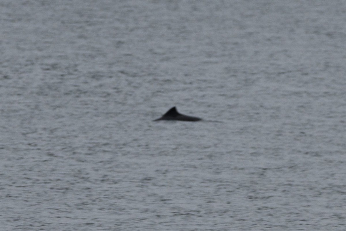 Pacific Harbour Porpoise - ML638389041