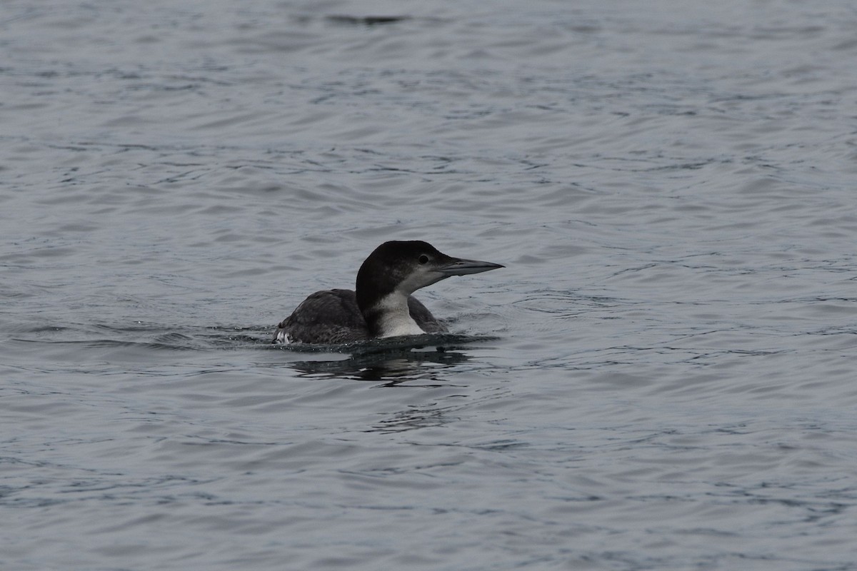 Common Loon - ML638389073