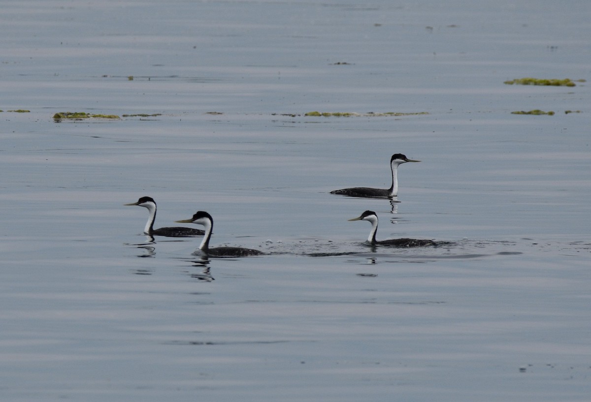 Western Grebe - ML638389074