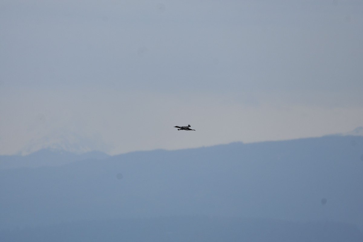Pacific Loon - ML638389078
