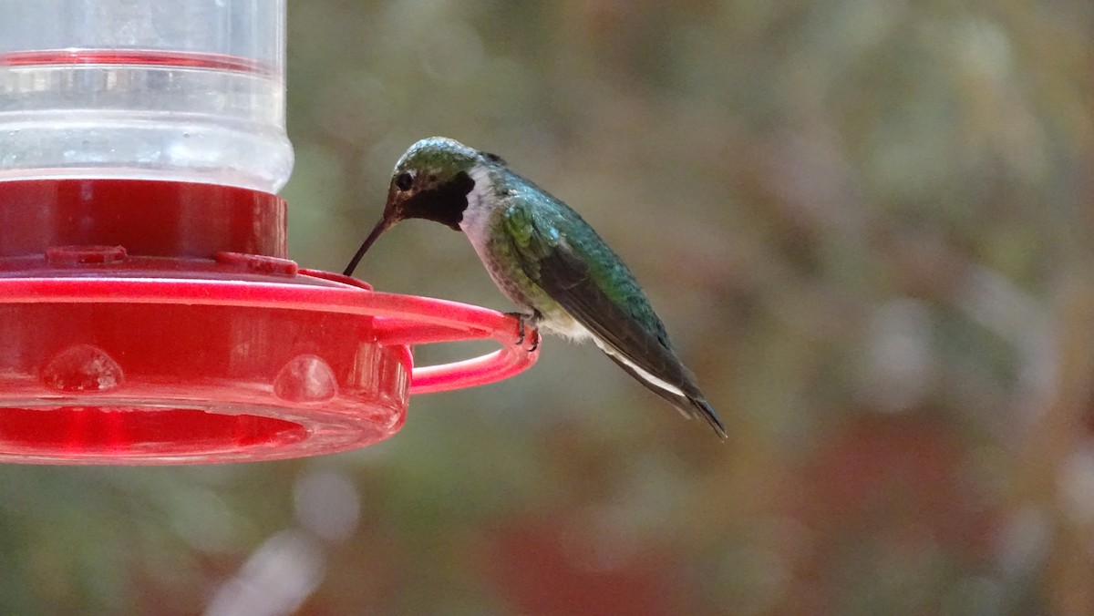 Broad-tailed Hummingbird - ML638389084