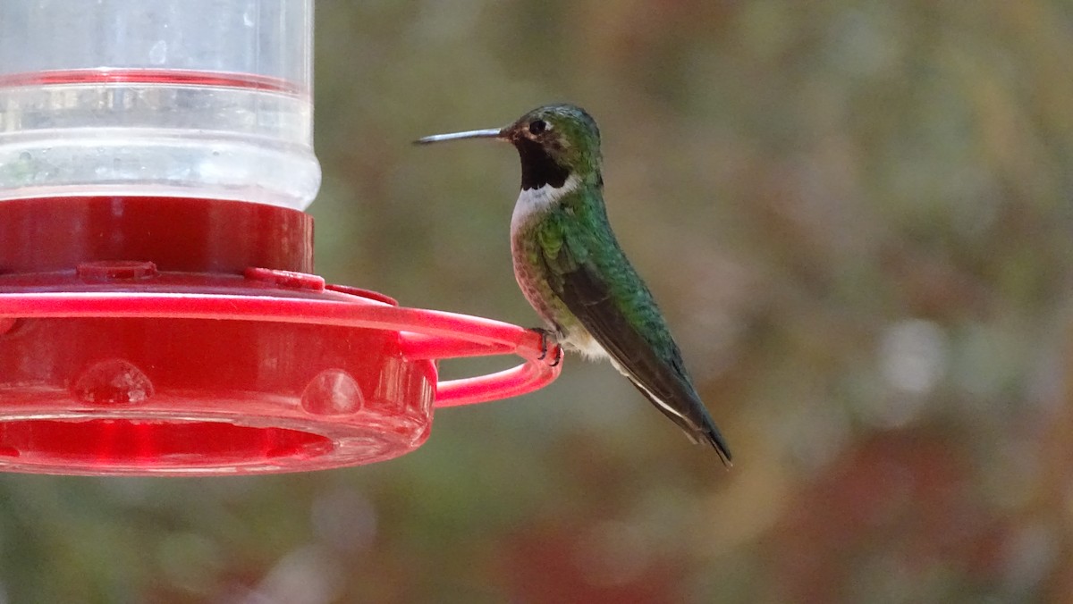 Broad-tailed Hummingbird - ML638389085