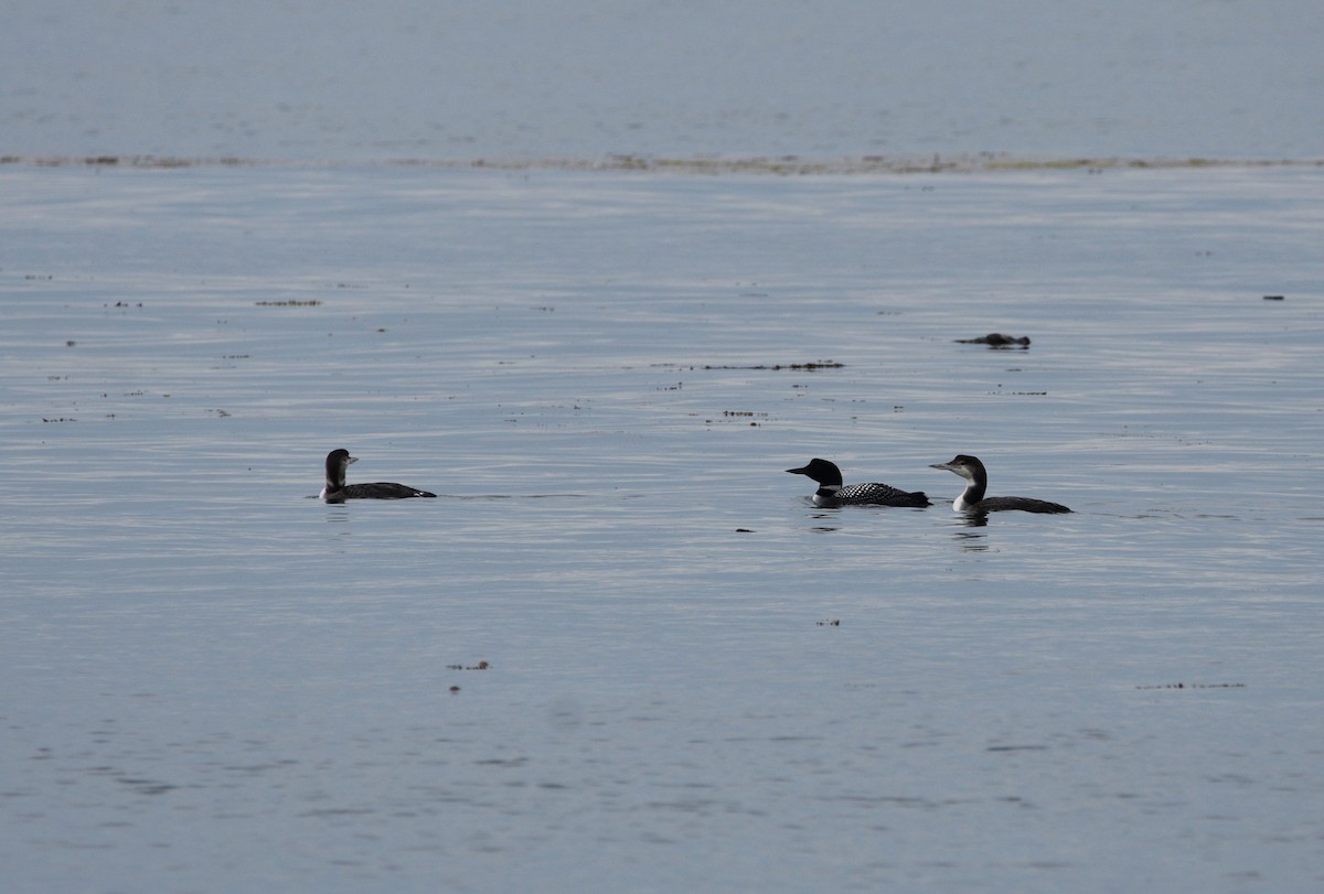 Common Loon - ML638389087