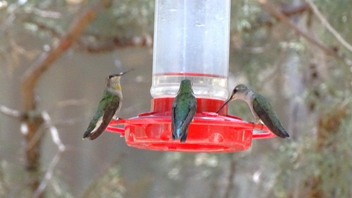 Broad-tailed Hummingbird - ML638389098