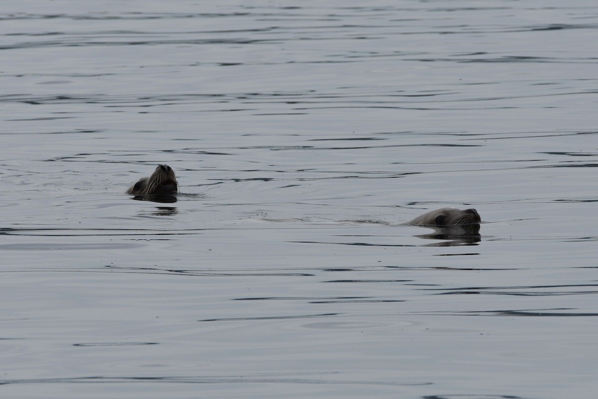 Steller Sea Lion - ML638389100