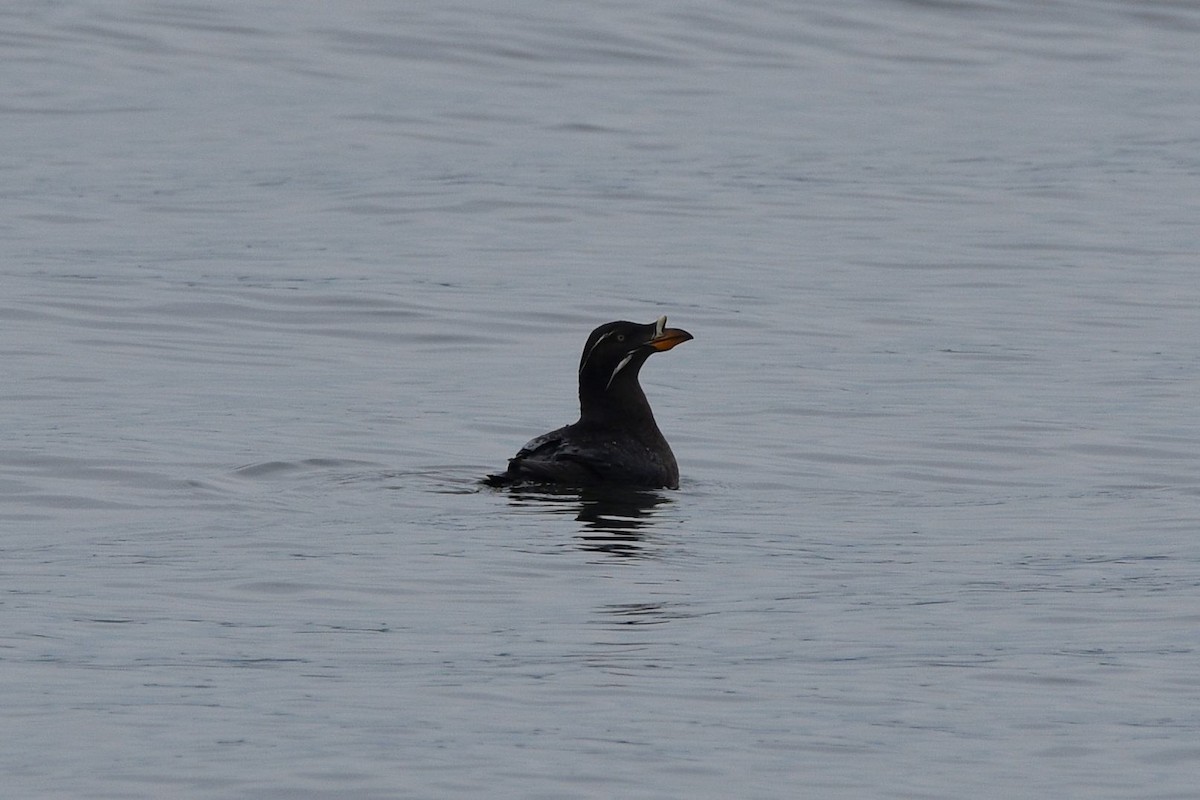 Rhinoceros Auklet - ML638389103
