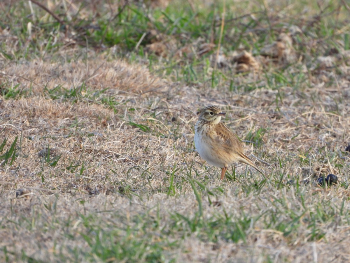 Australian Pipit - ML638389117