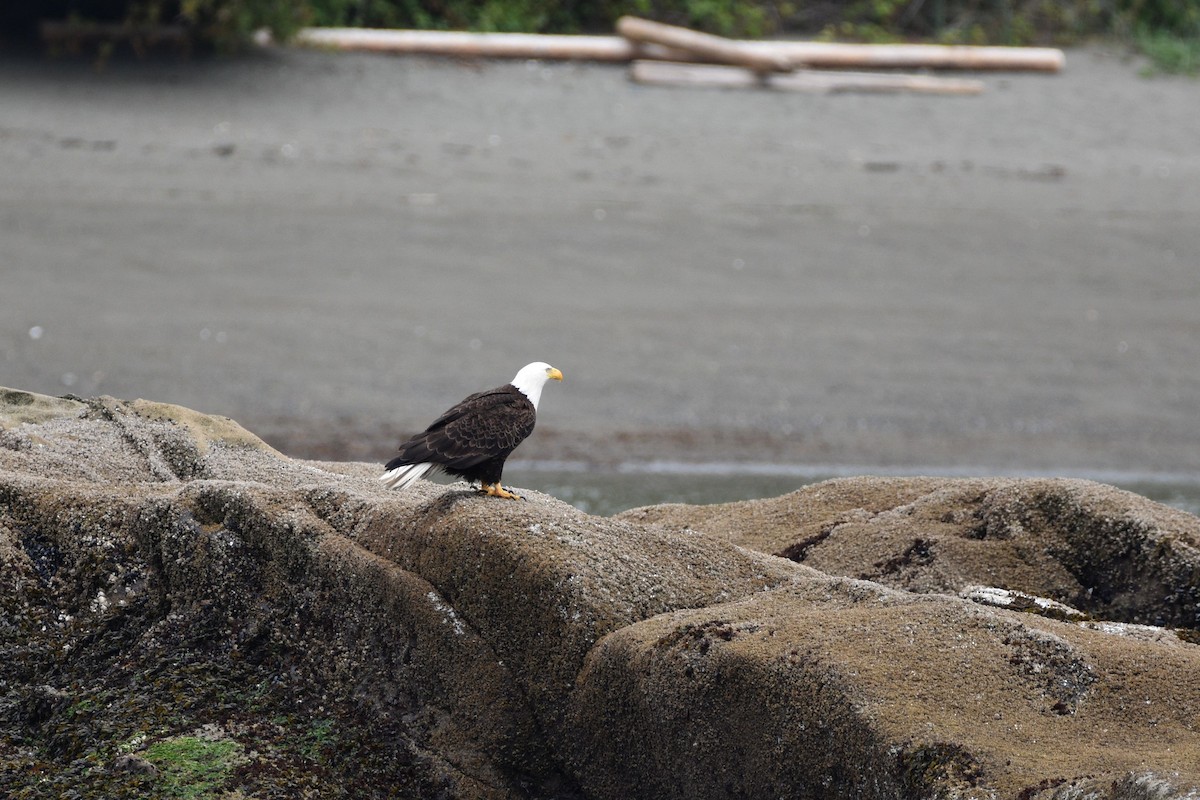 Bald Eagle - ML638389118