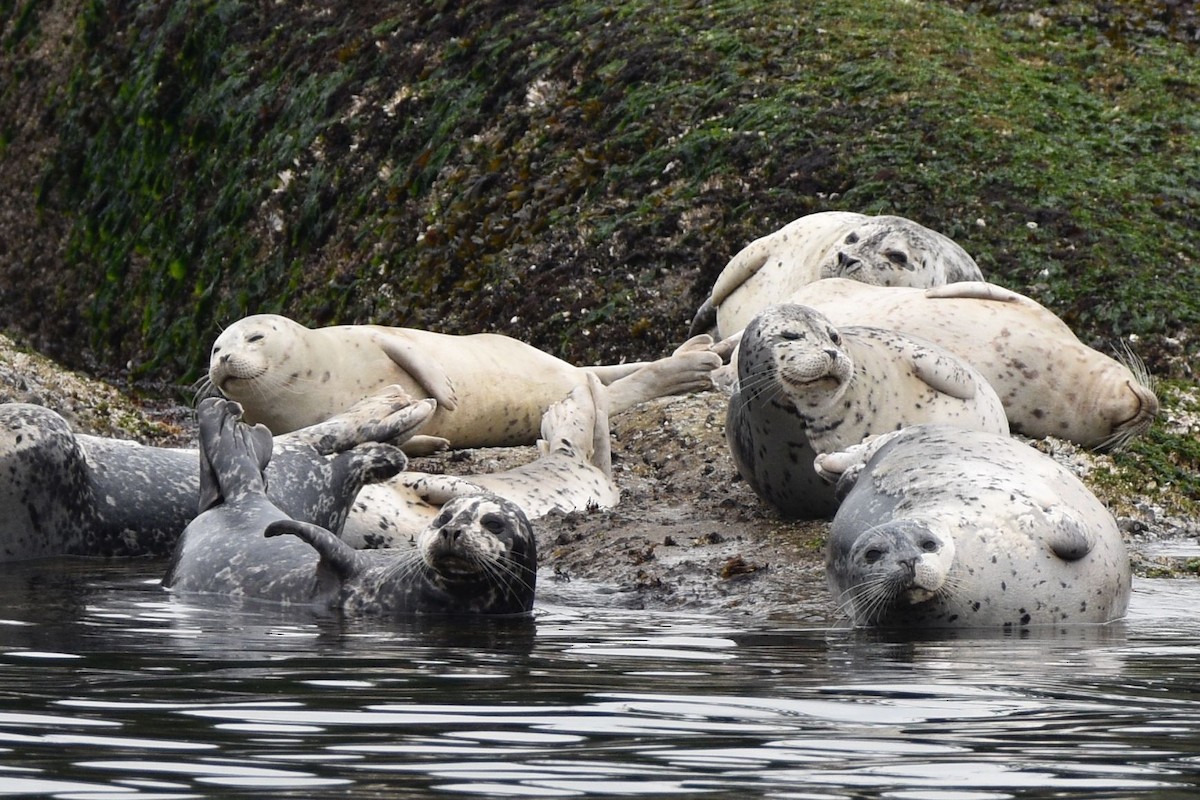 Pacific Harbor Seal - ML638389125