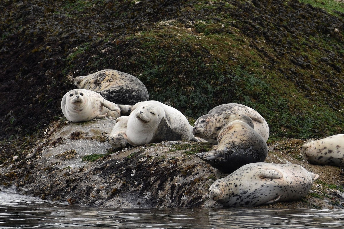 Pacific Harbor Seal - ML638389126